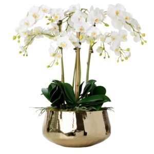 Luxus-Orchidee im Topf