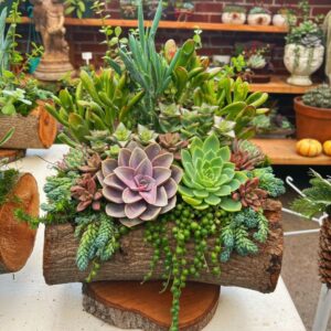 Kräuter- und Sukkulentenarrangement